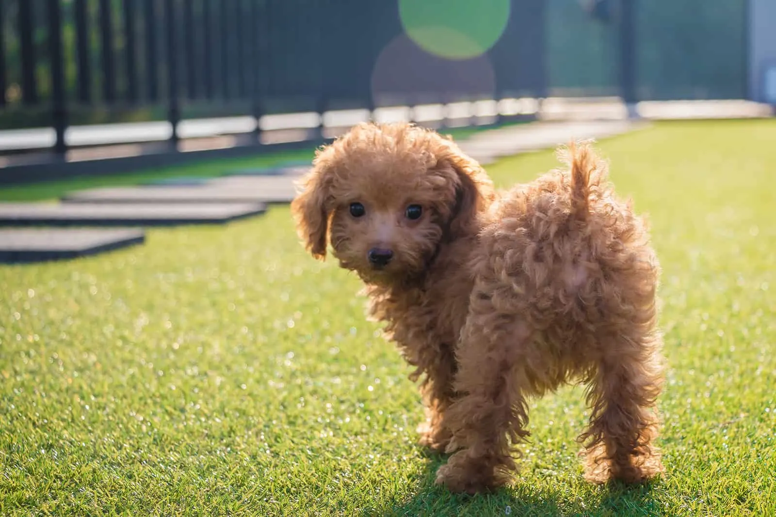 toy poodle standing on the grass