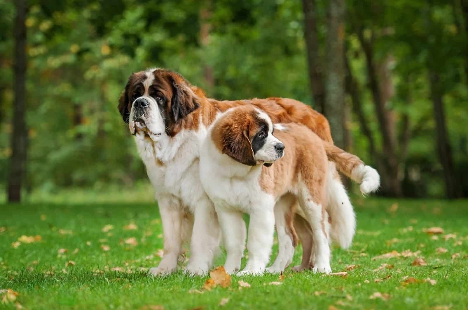 two Mini St. Bernard dogs standing on grass