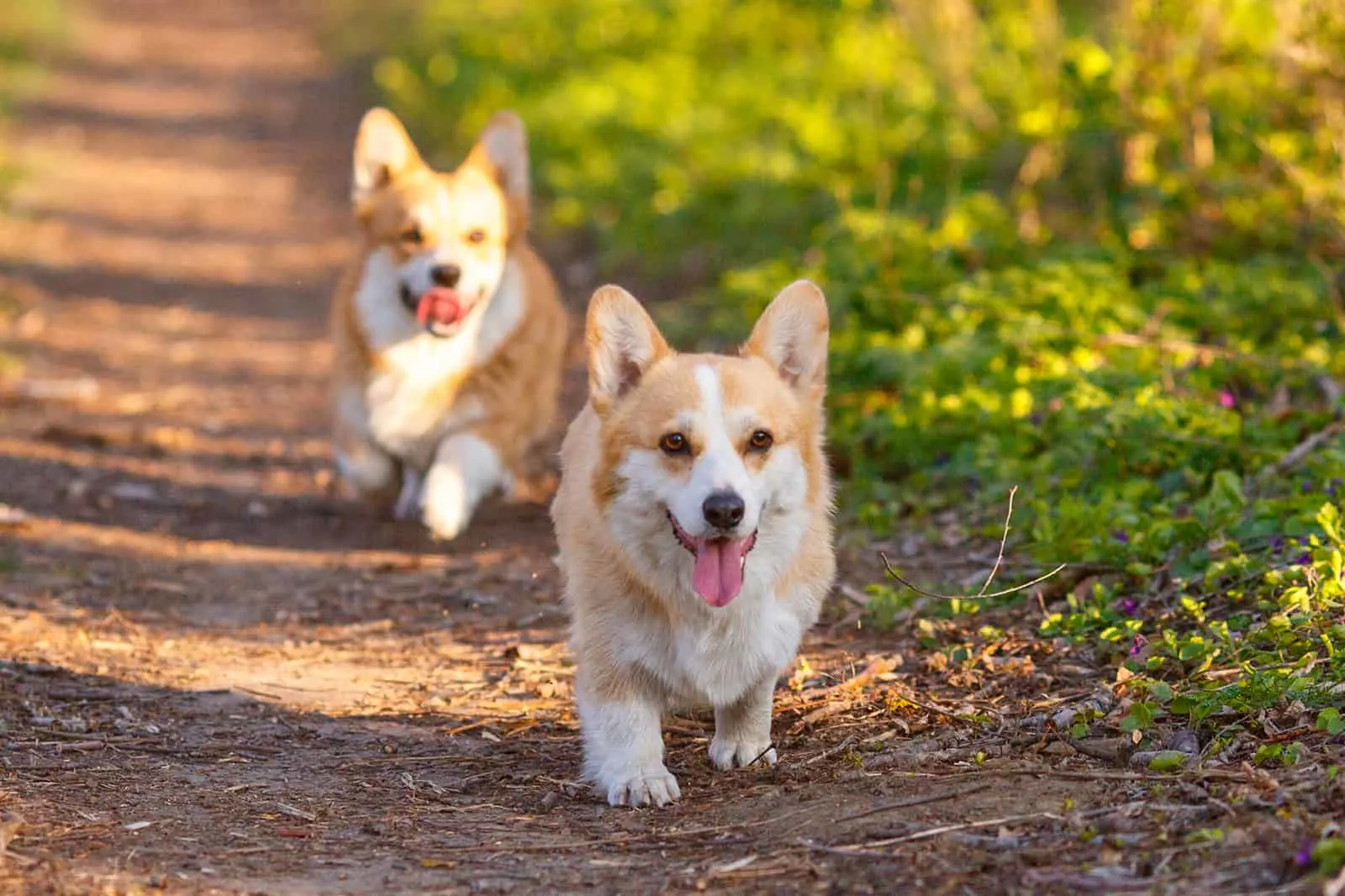 two corgi dogs walking in the park