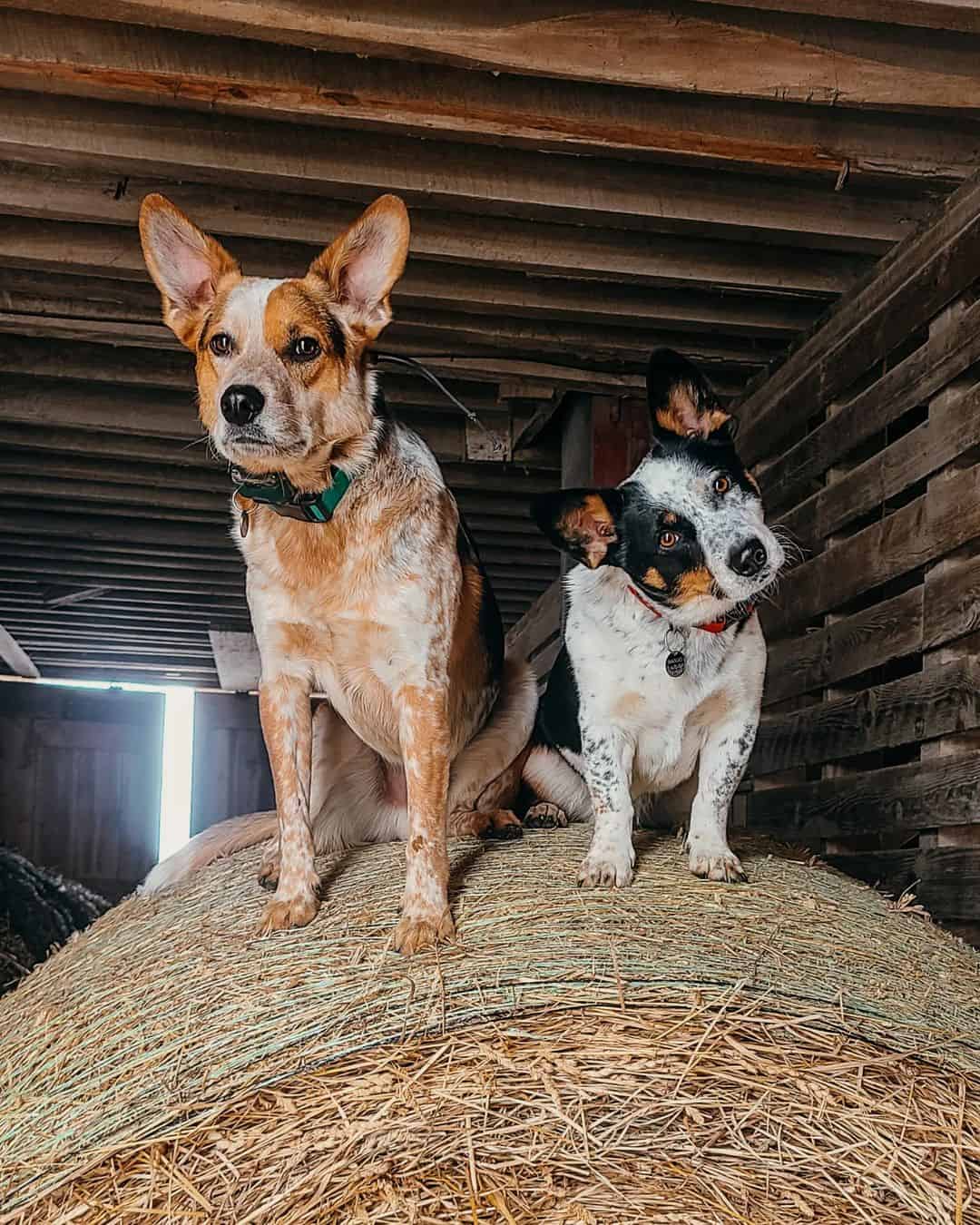 two cowboy corgis