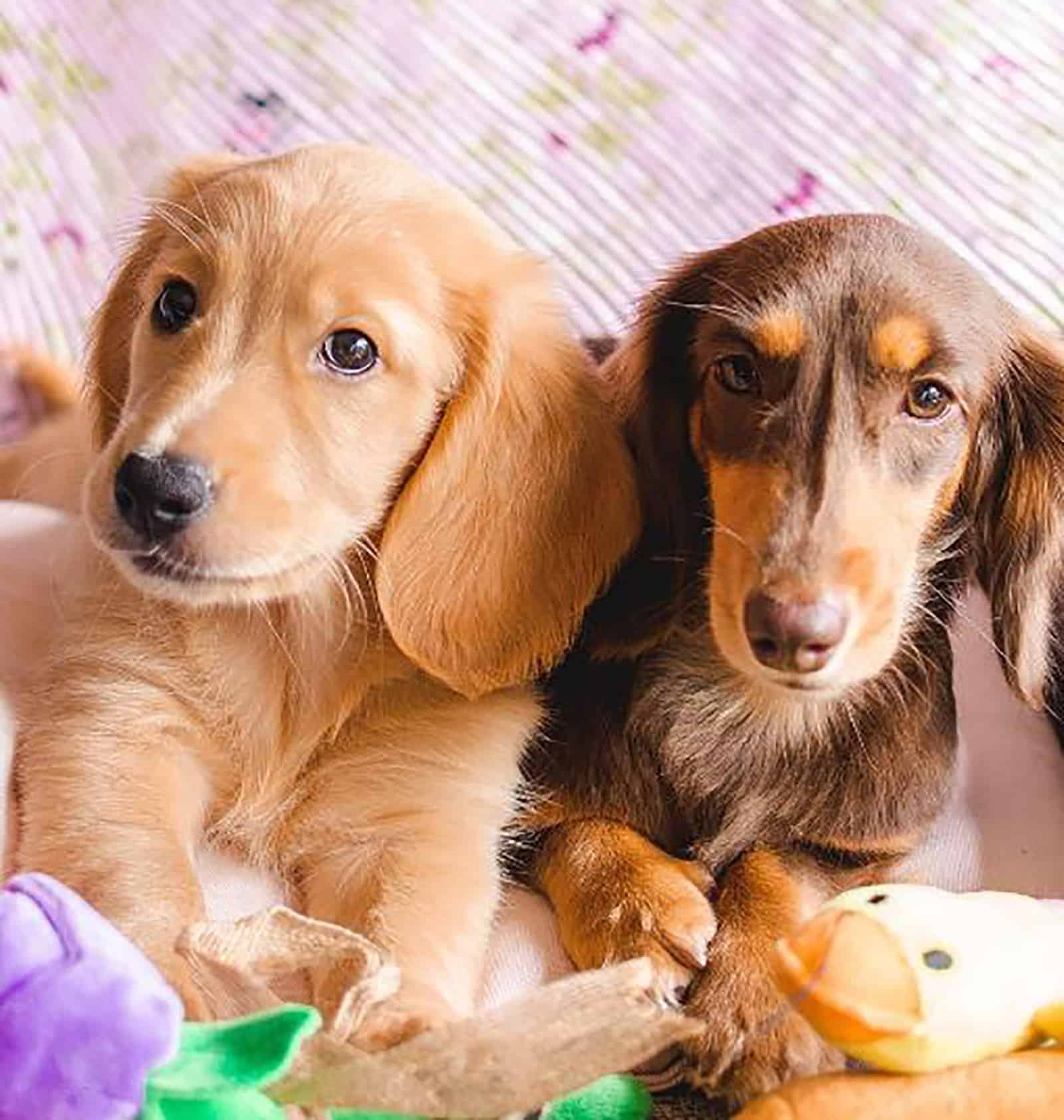 two different golden retriever doxie puppies lying together