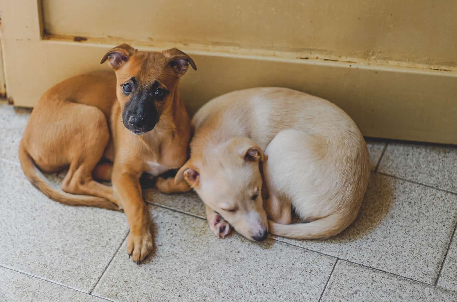 two dogs resting