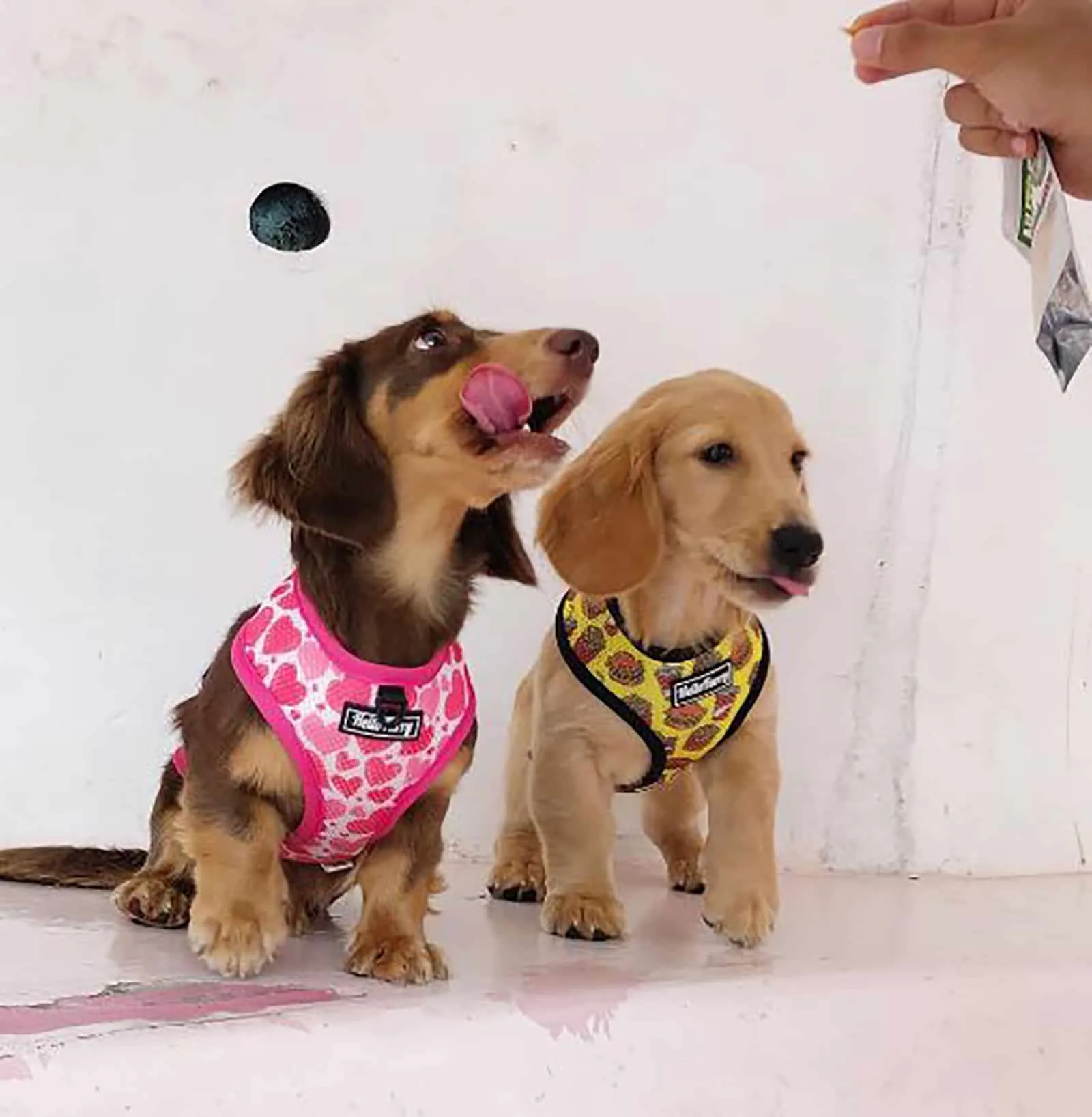 two golden retriever doxie puppies sitting and looking at their owner