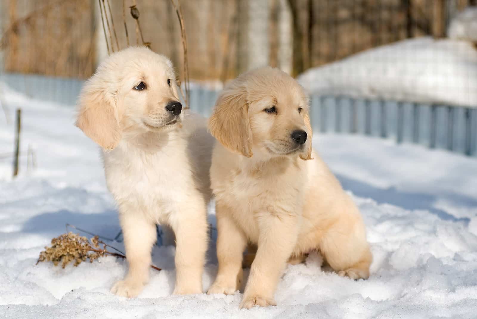 two golden retriever puppies in snow