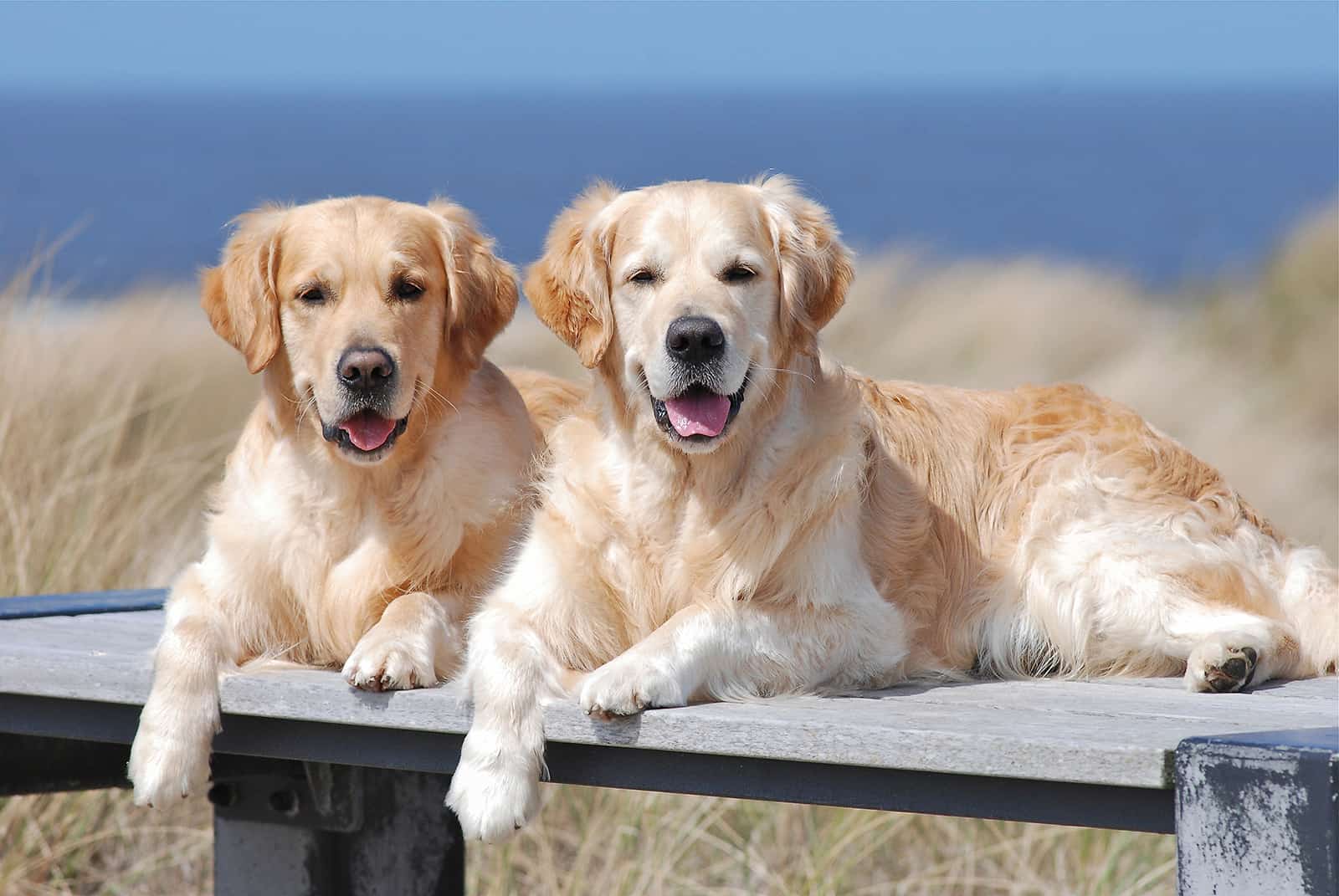 two golden retrievers lying on a wooden bench at the beach