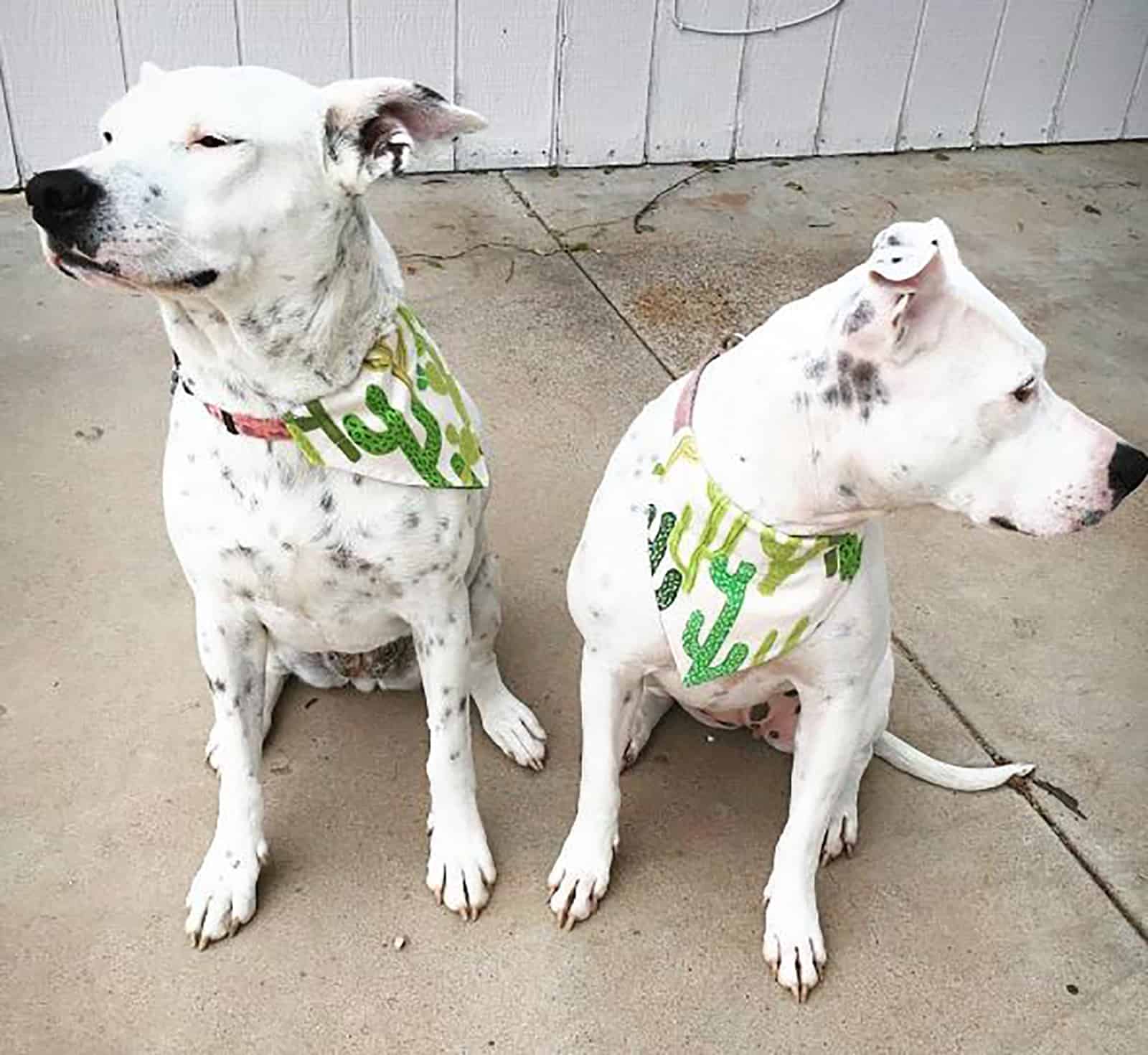 two pitbull dalmatian mix dogs sitting outdoors
