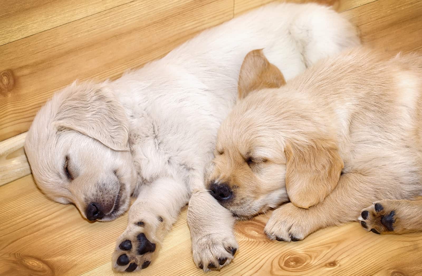 two sleeping golden retriever puppies on the floor