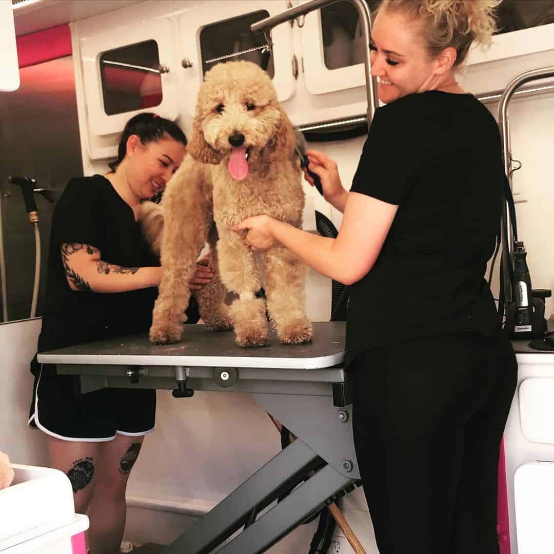 two smiling women are cutting a dog's hair