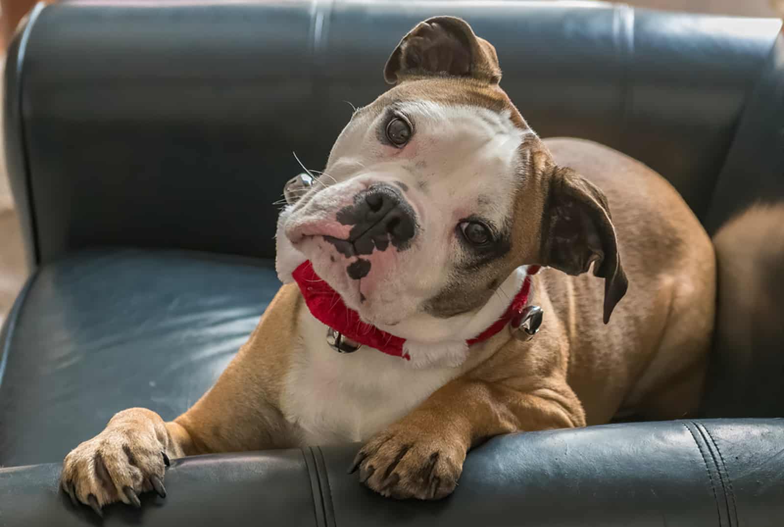 valley bulldog sitting in an armchair