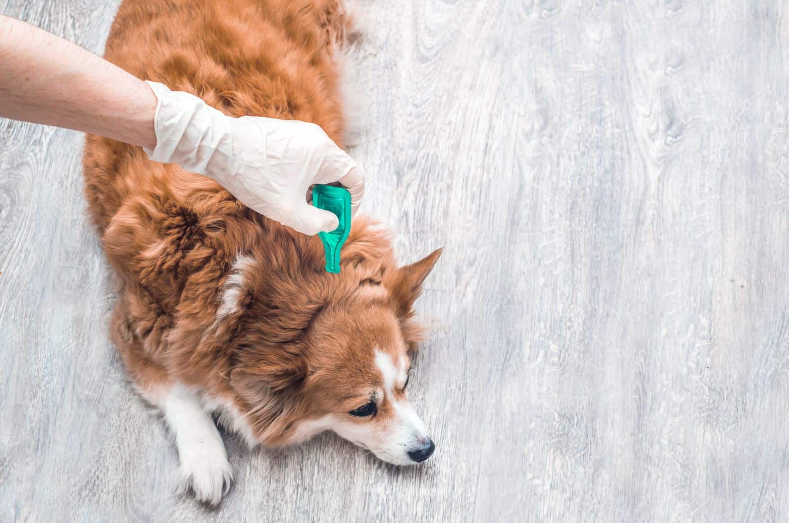 vet checking dog for Tick