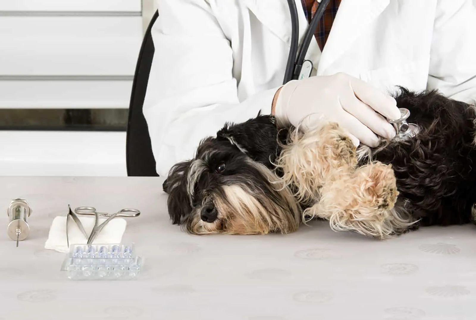 veterinarian examining miniature schnauzerwith stethoscope on table