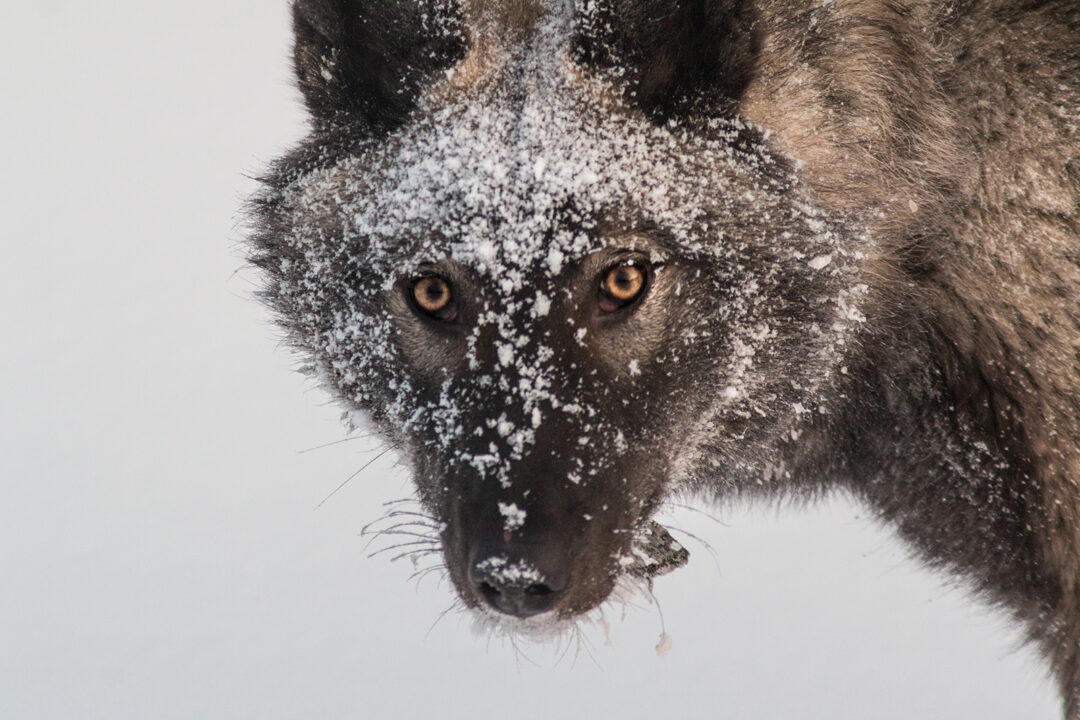 These 27 Russian Dog Breeds Will Leave You Amazed