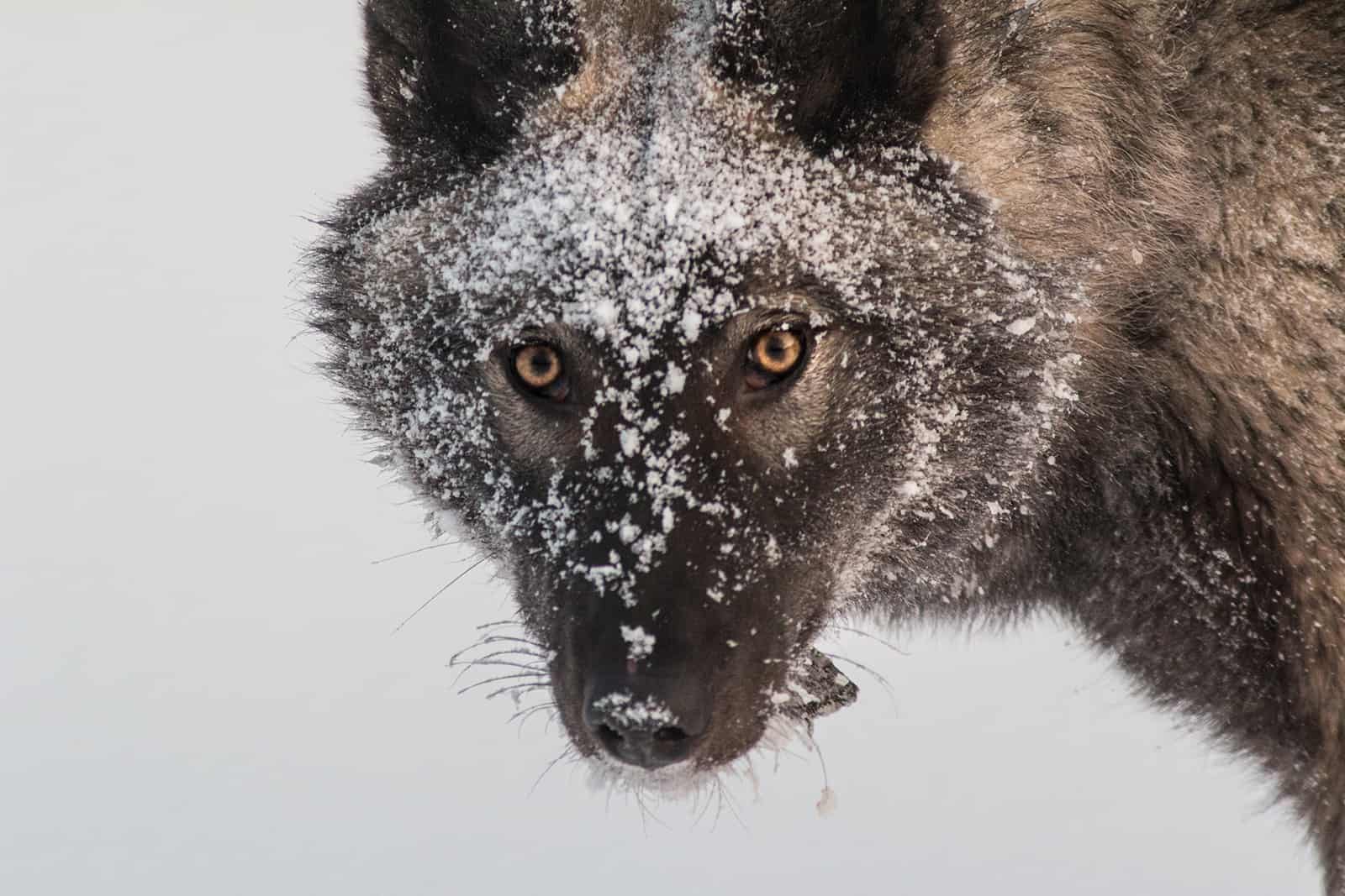 volkosob dog in snow