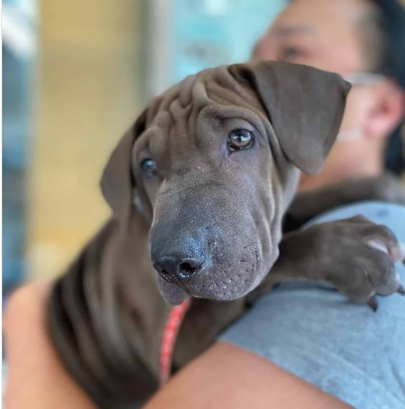 weim-pei