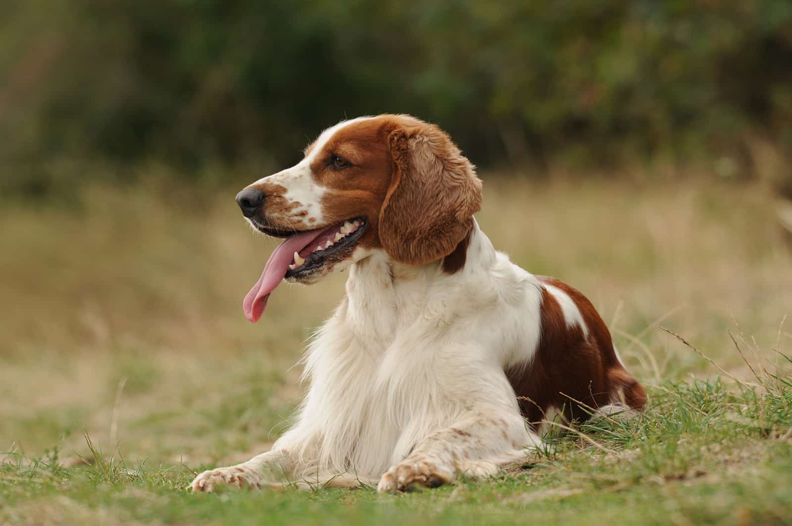 welsh springer spaniel lying in the grass