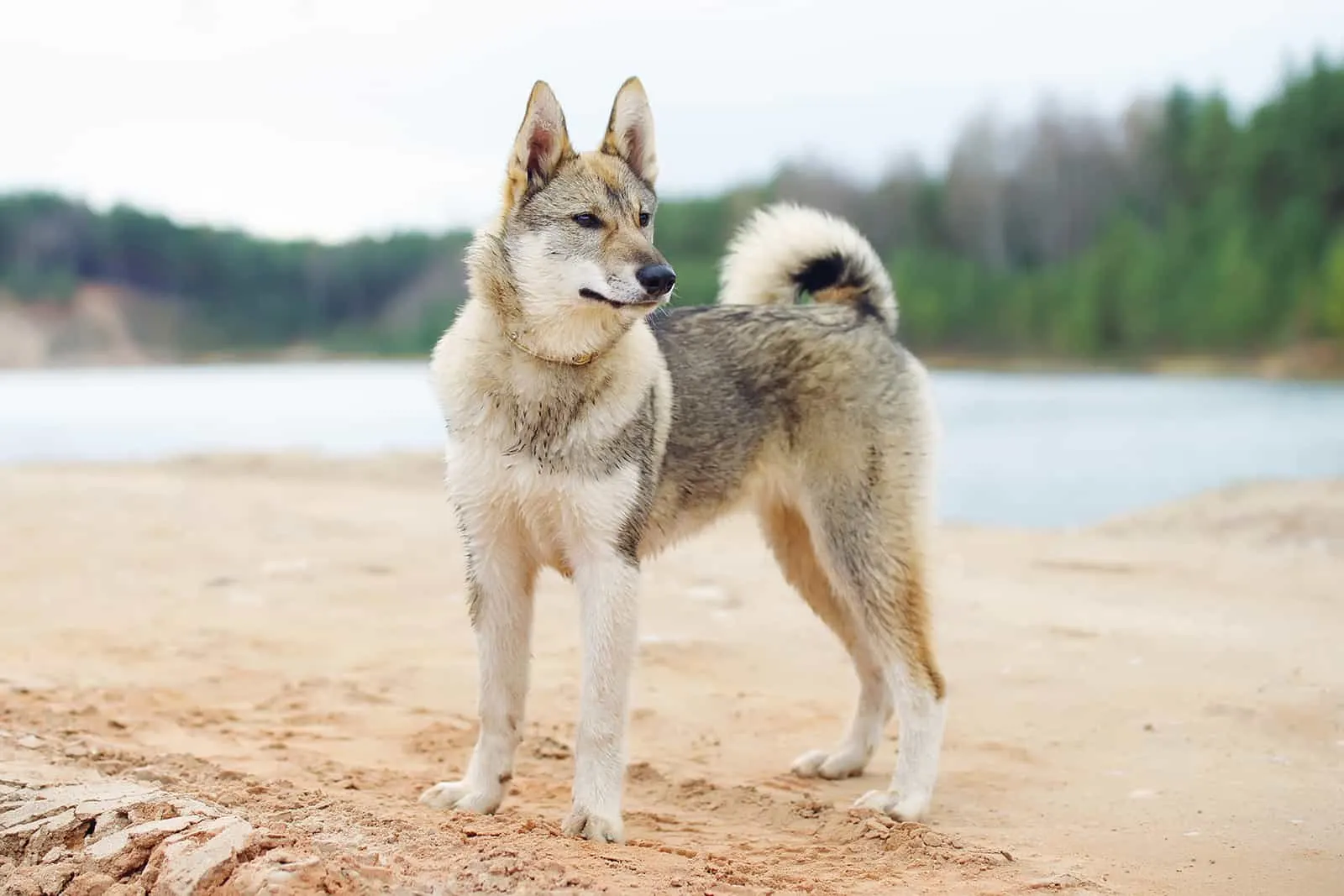 west siberian laika dog staying outdoors near the water