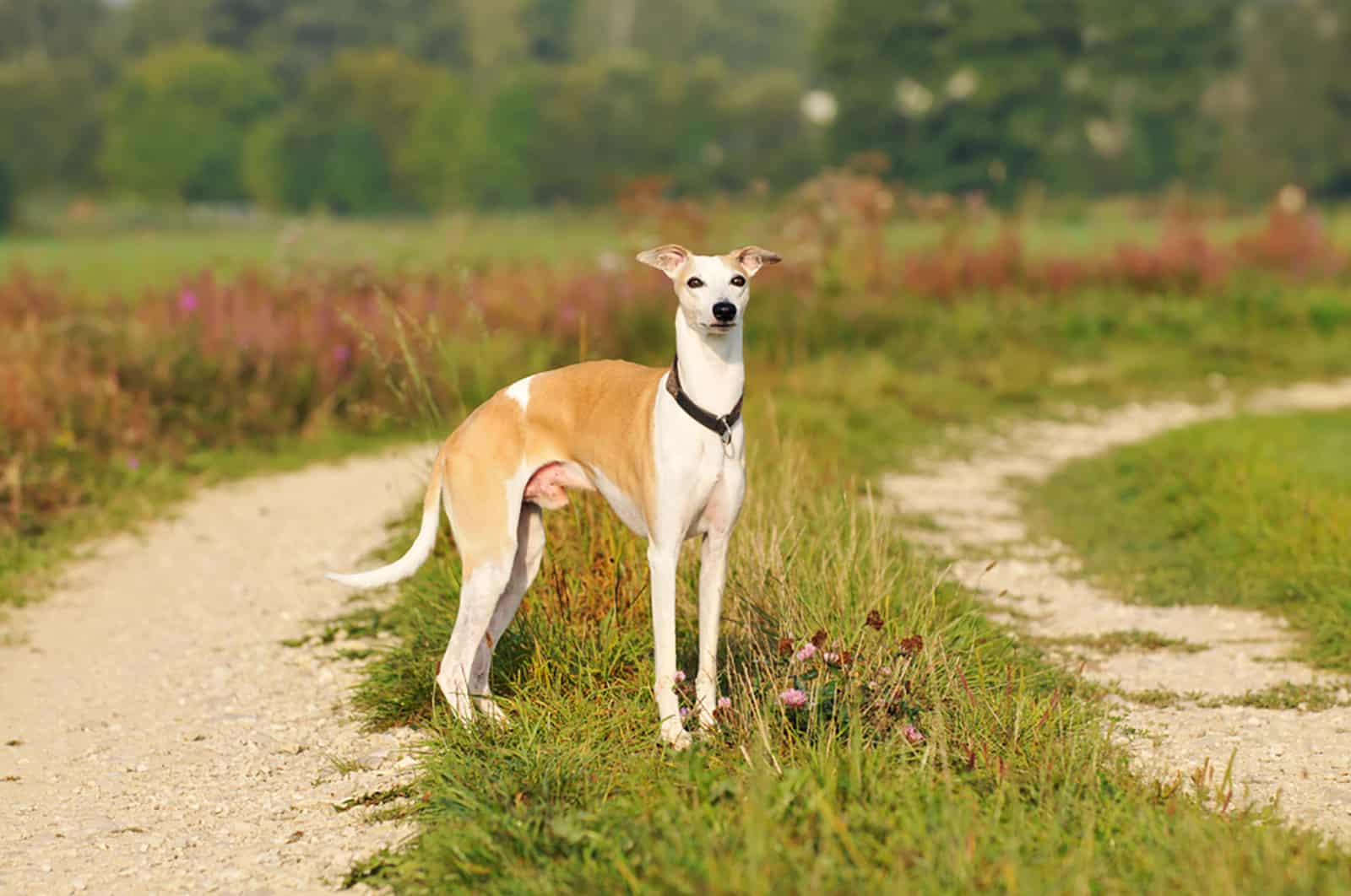 whippet dog standing on the grass