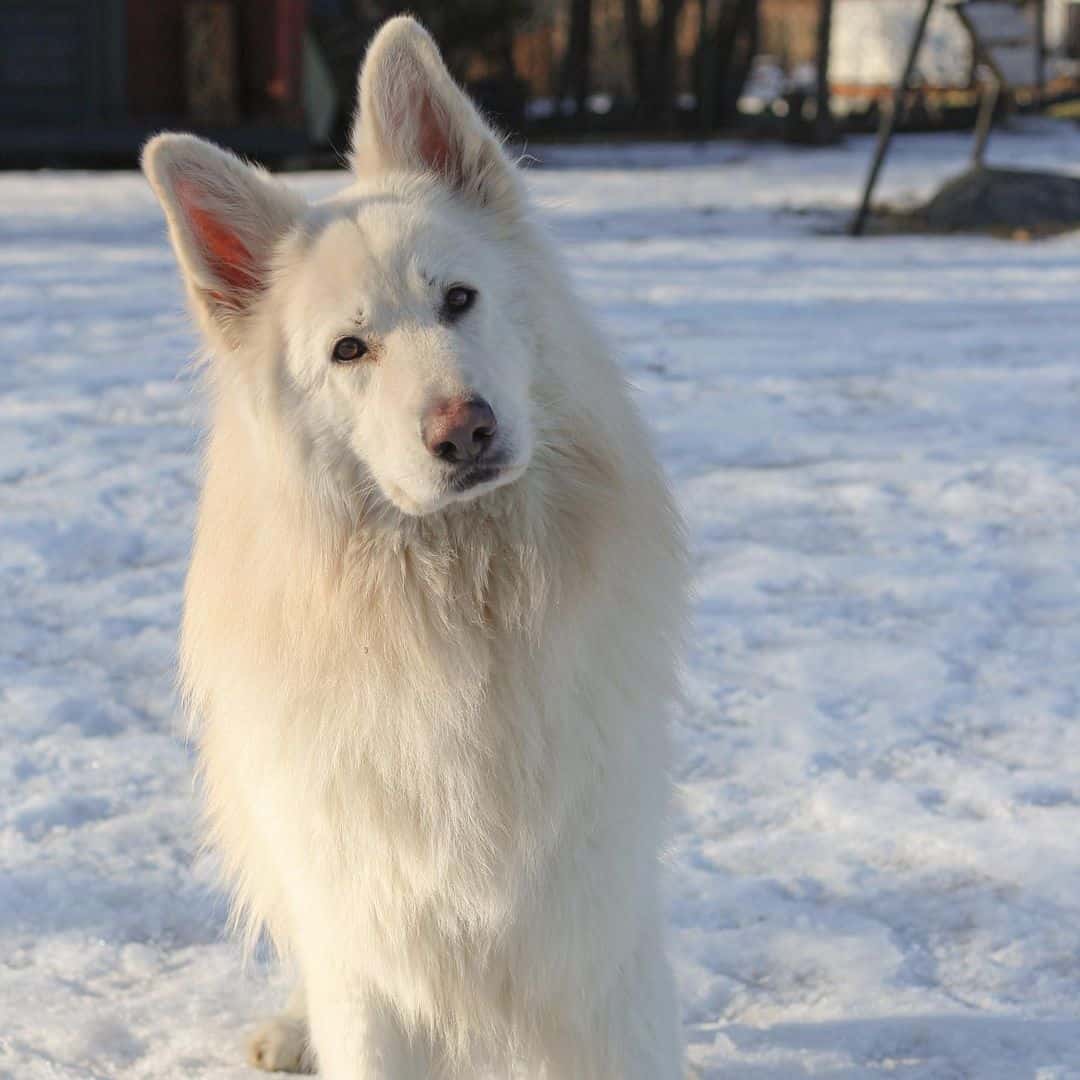 white german shepherd in snow