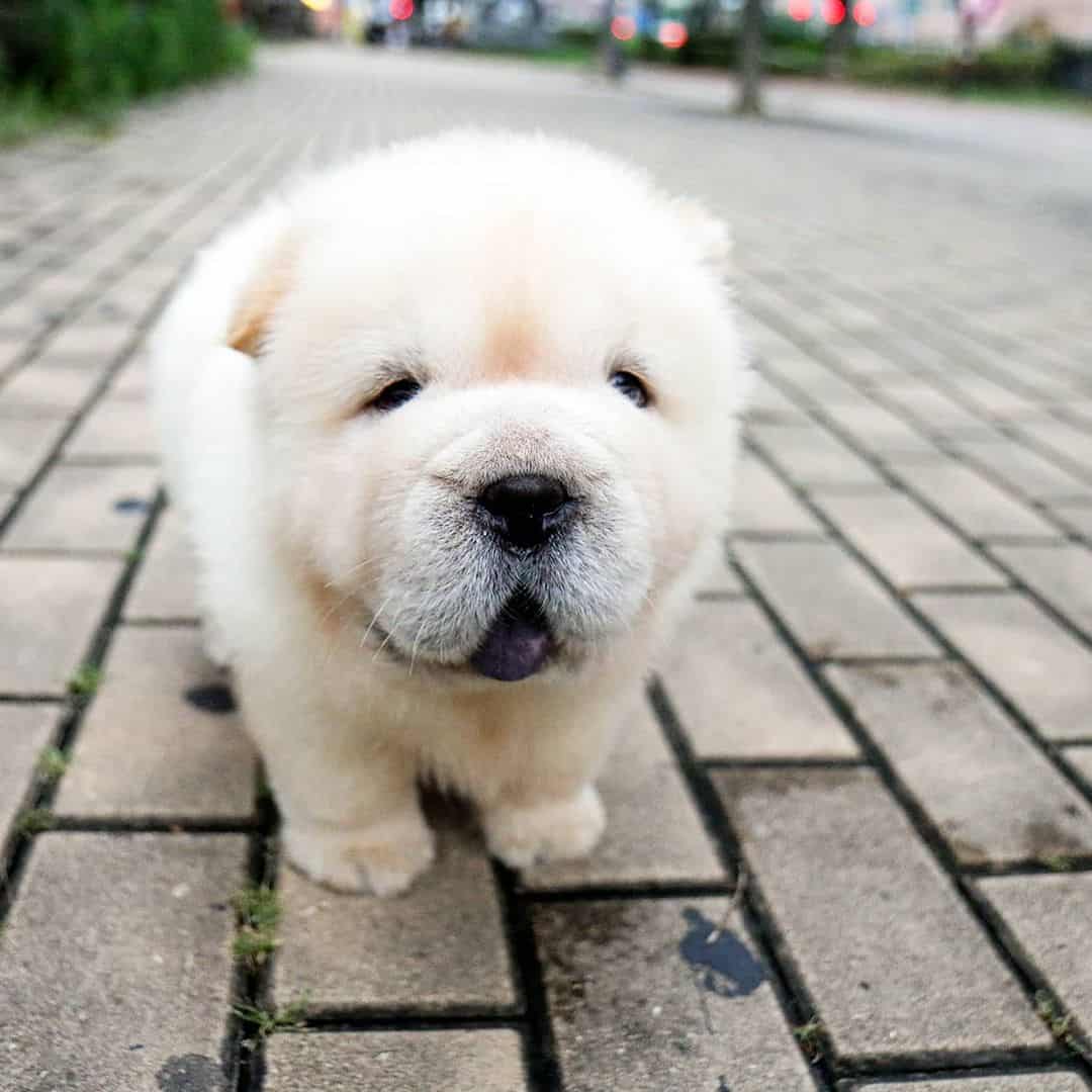 white mini chow chow on the street