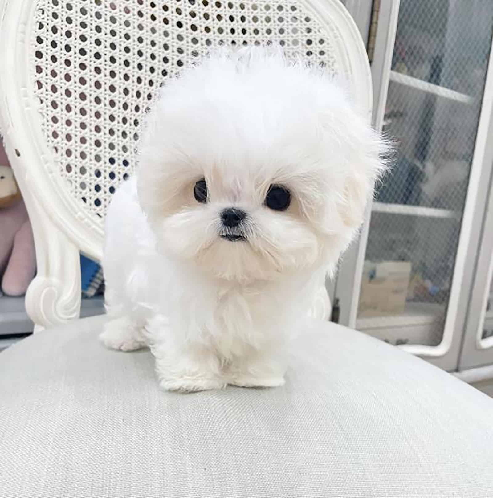 white teacup maltese dog sitting on the chair