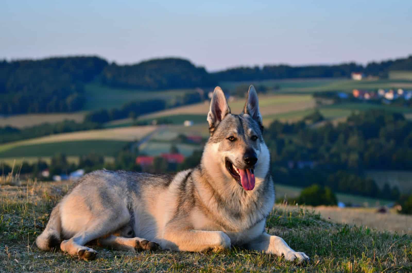 wolf dog in nature