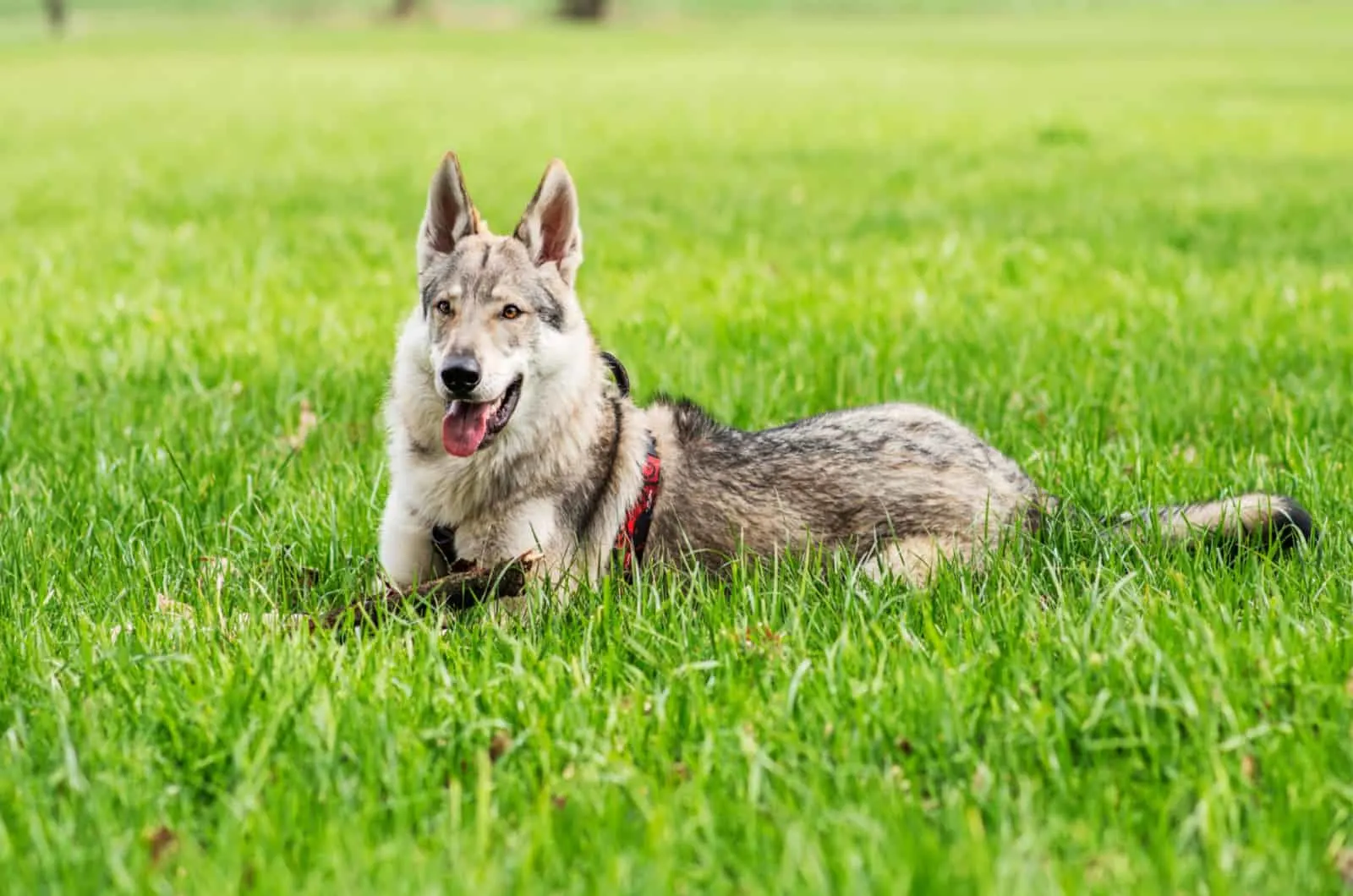 wolfdog in grass
