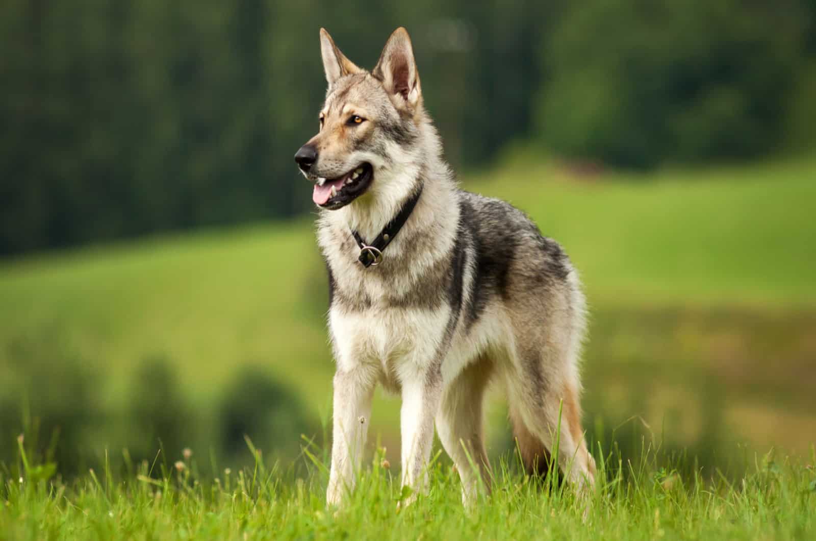 wolf dog in meadow