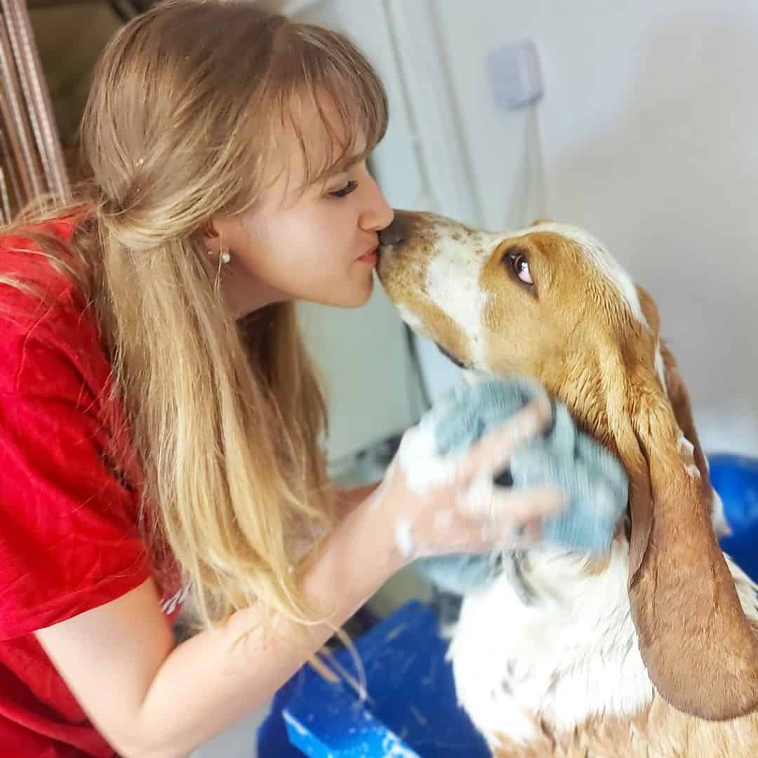 woman bathing Basset Hounds