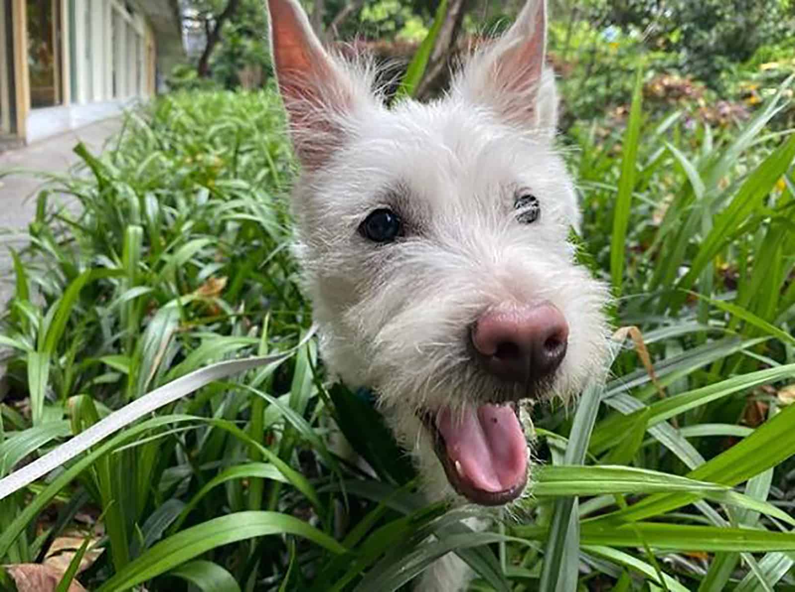 xiasi quan dog in the grass