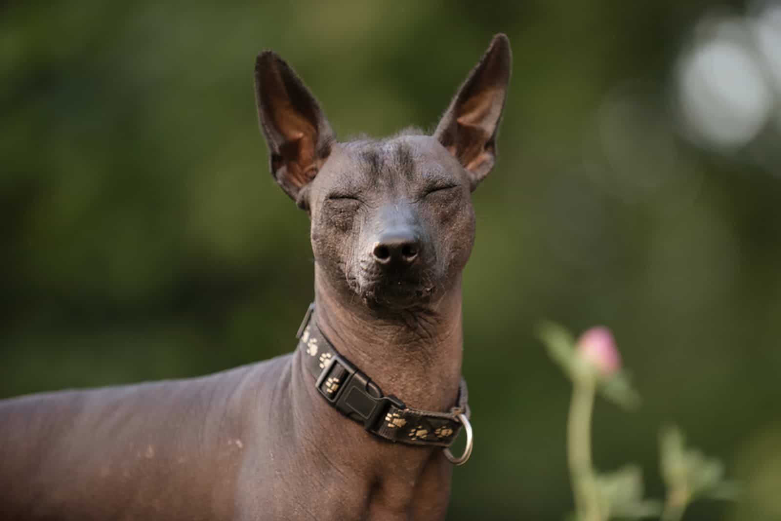 xoloitzcuintli dog standing outside