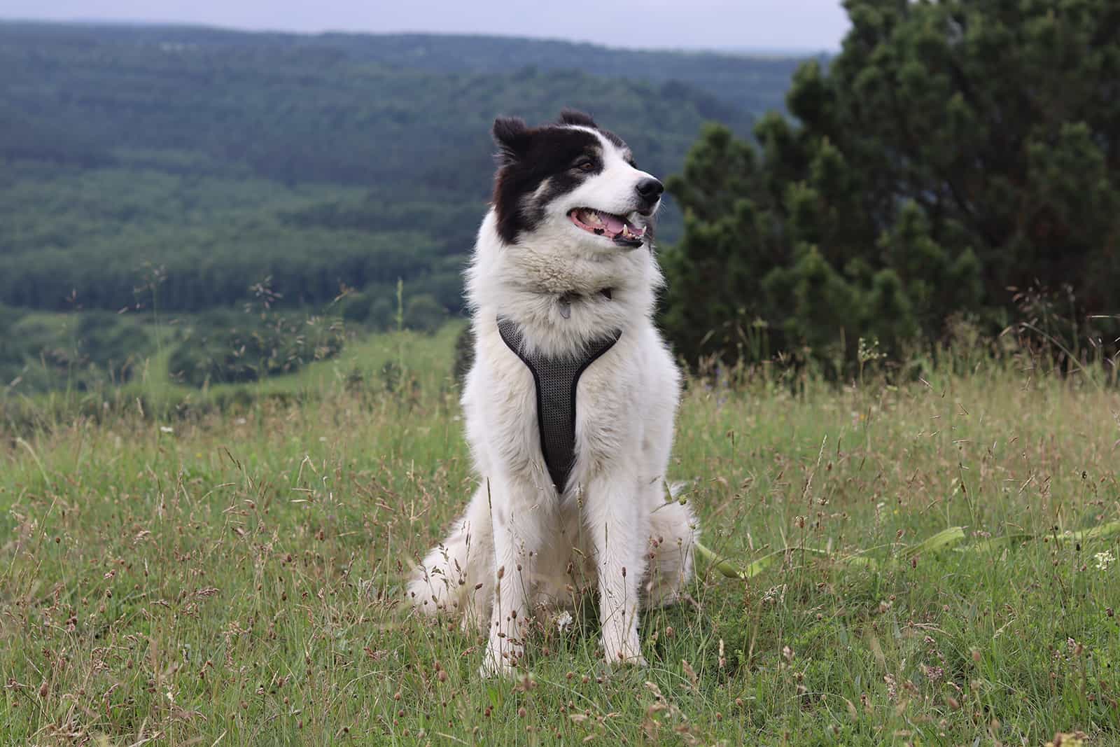 yakutian laika sitting on the field