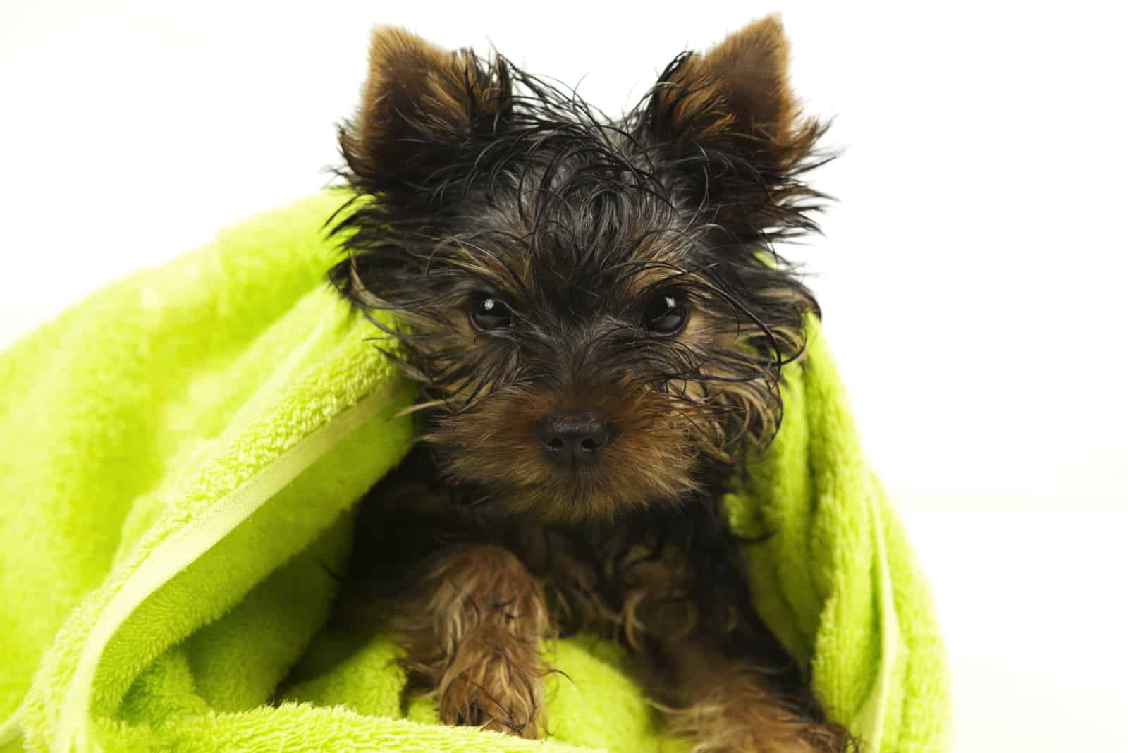 yorkie terrier in the towel