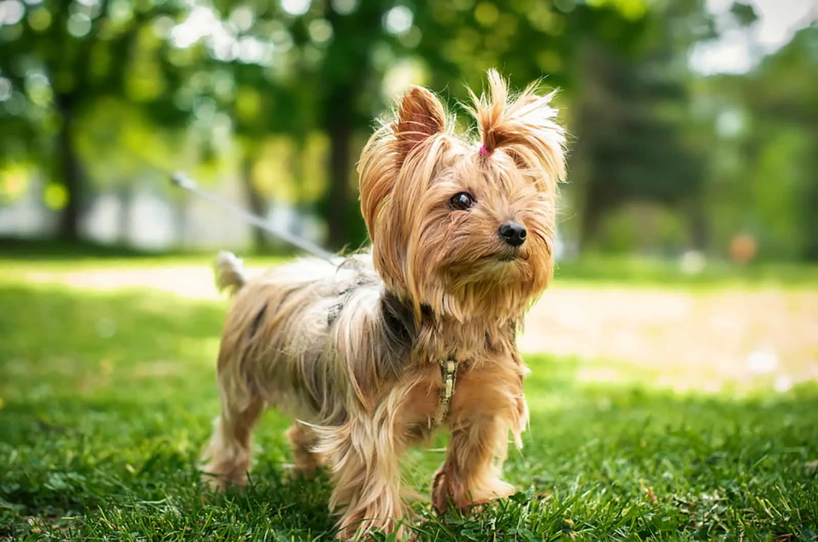 yorkshire terrier in the park