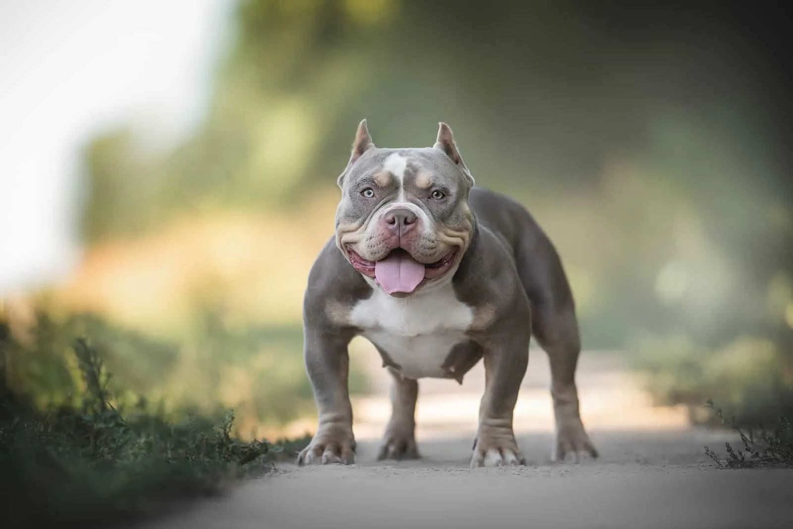 young american bully