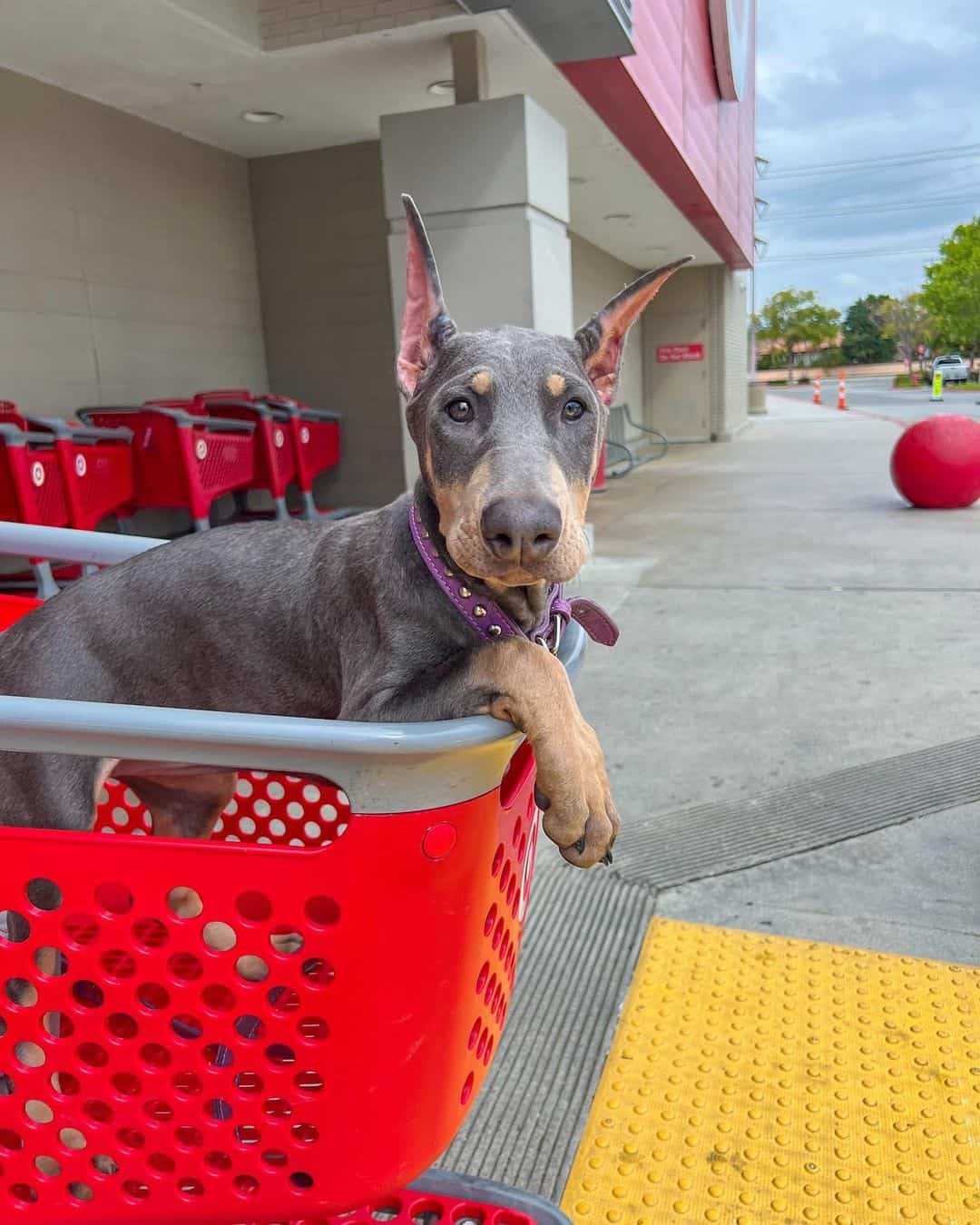 young blue doberman puppy