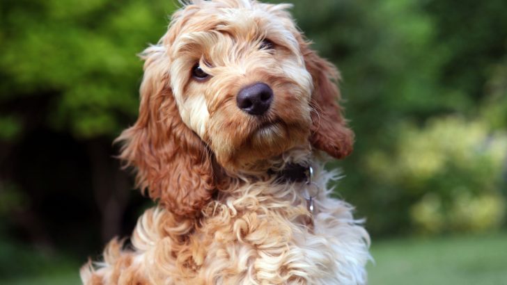 10 Best Shampoo For Cockapoo Dogs