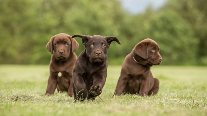 11 Amazing Chocolate Lab Breeders From All Over The USA