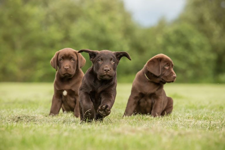 three chocolate lab puppies