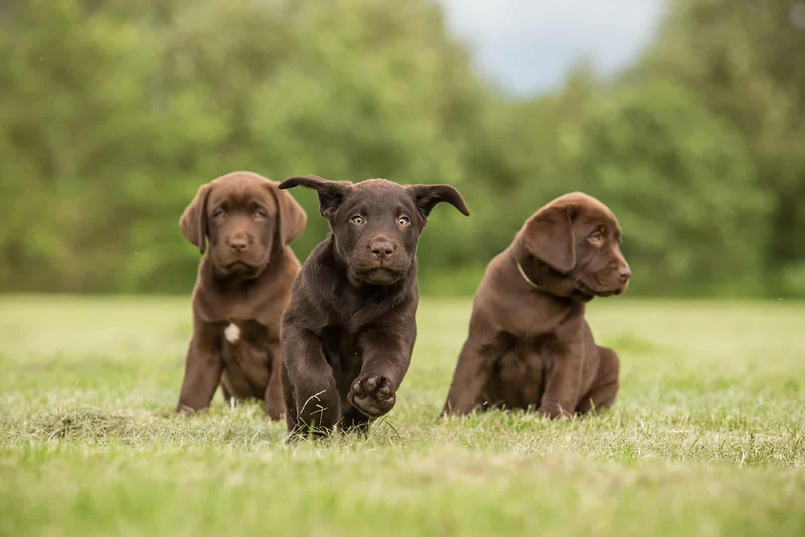 11 Amazing Chocolate Lab Breeders From All Over The USA