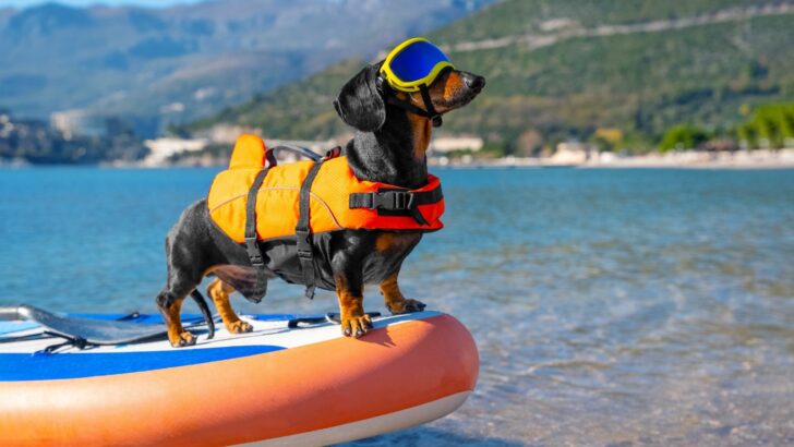 11 Best Life Jackets For Dachshunds To Keep Your Doxie Safe