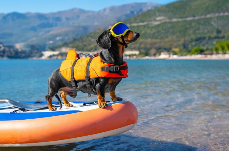 Dachshund in Life Jacket