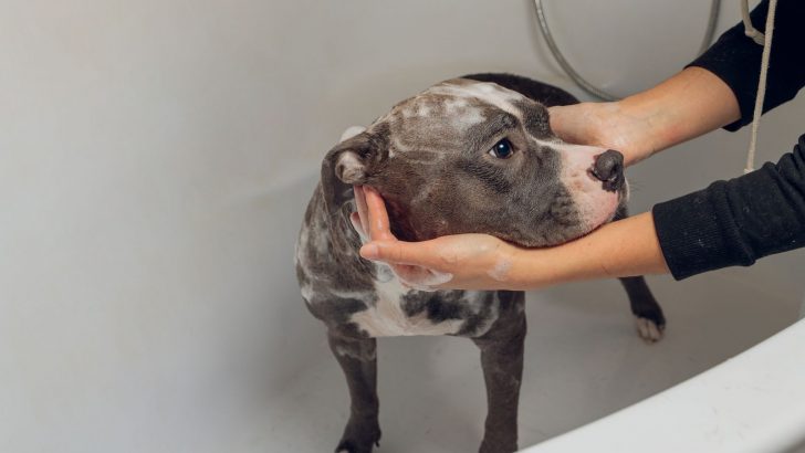 11 Best Shampoos For An American Bully: Our Top Picks