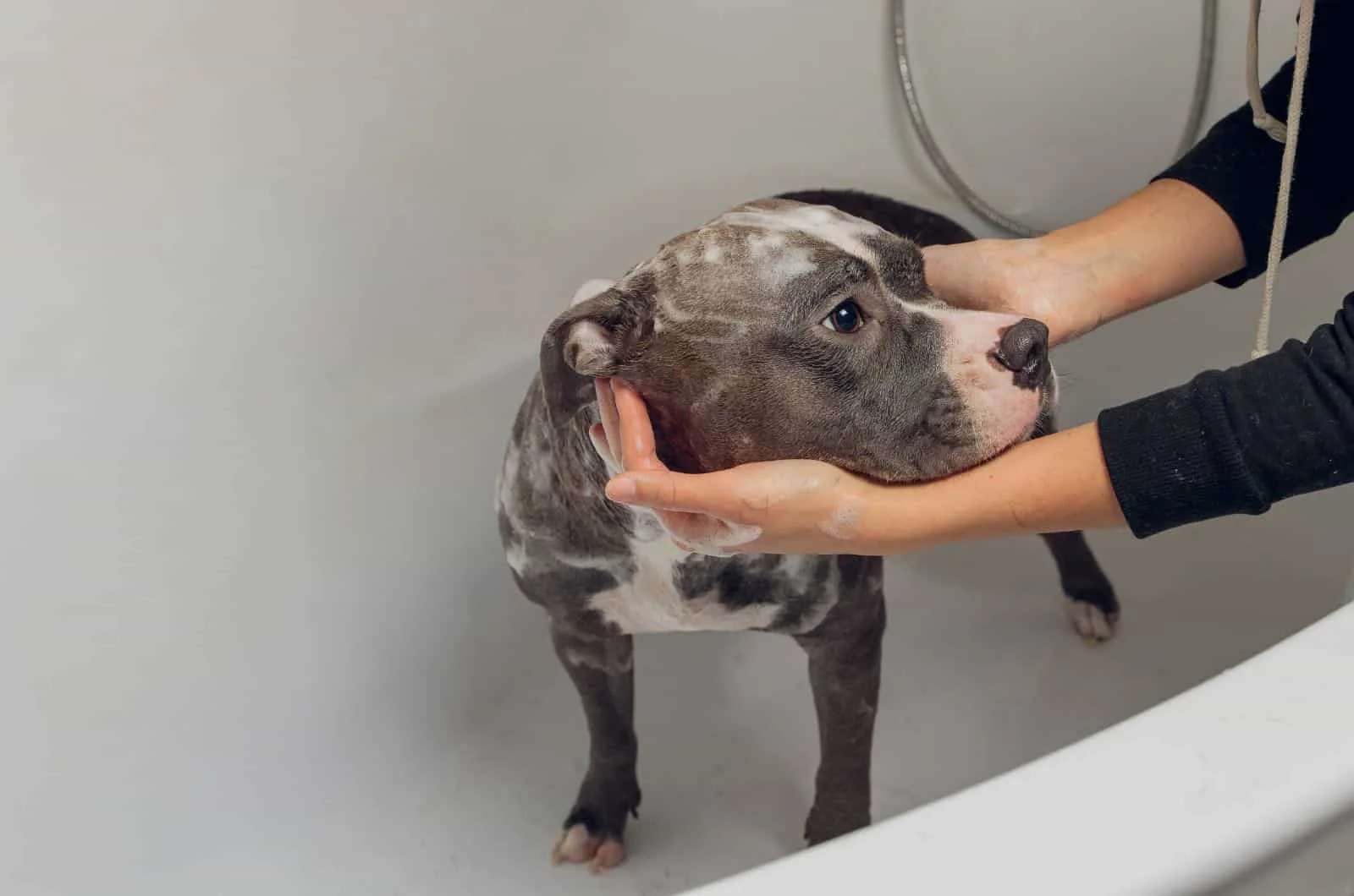 woman washing dog in tub