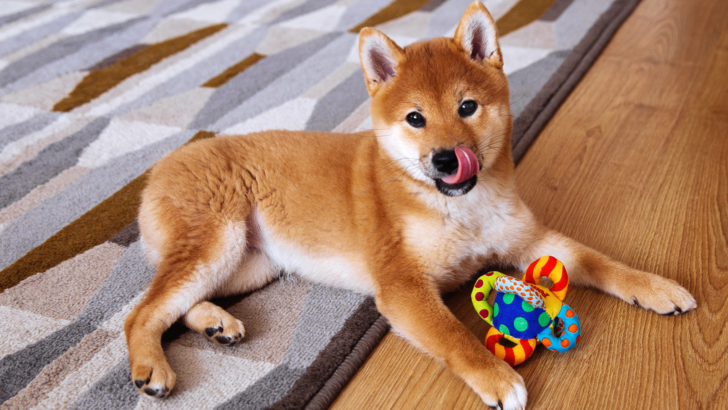 11 Best Toys For Shiba Inu: Your Dog Will Love Them