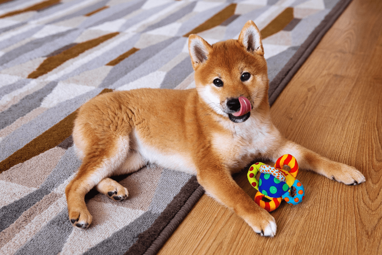 Shiba Inu lies on the floor next to the toy