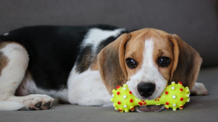 12 Best Beagle Toys That Will Keep Your Pup Happy