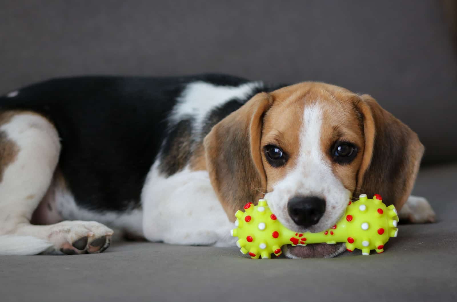 beagle puppy chewing a toy