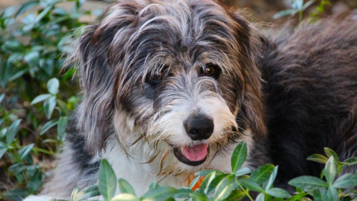 12 Best Bordoodle Breeders In The U.S.