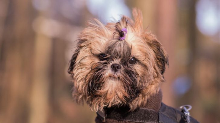 13 Best Teacup Shih Tzu Breeders In The US