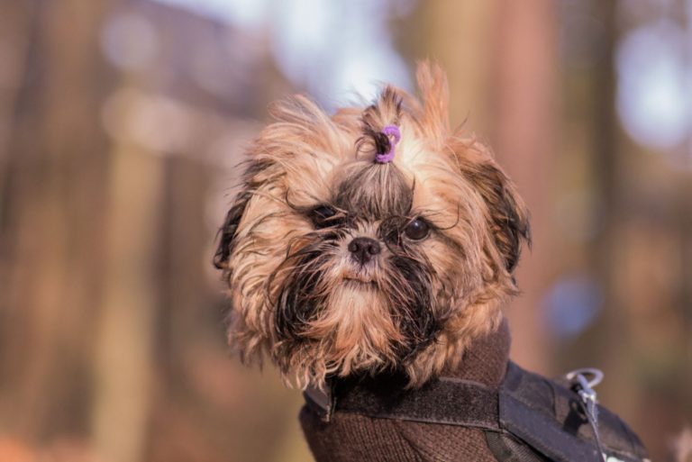 cute teacup shih tzu